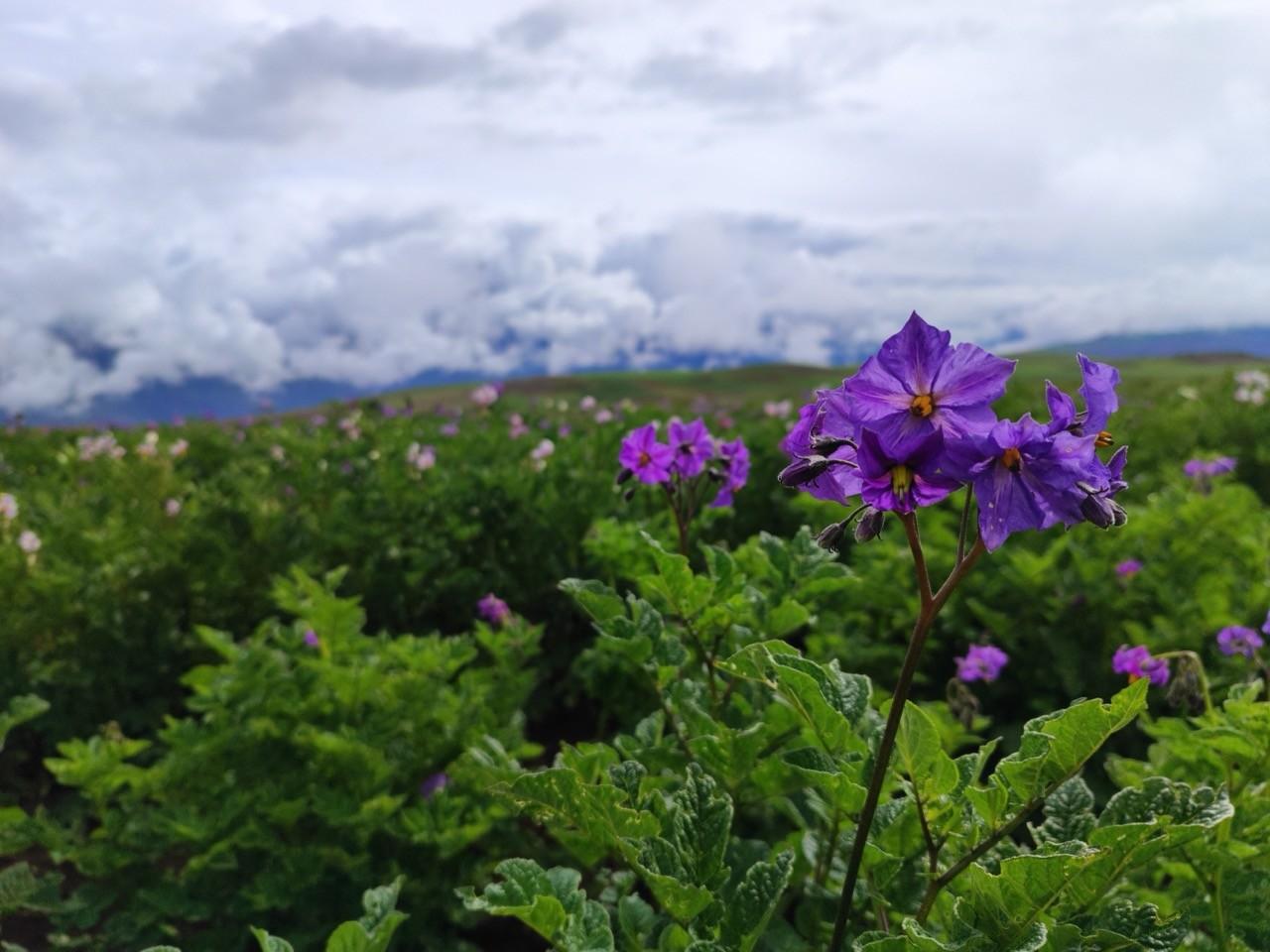 Floración