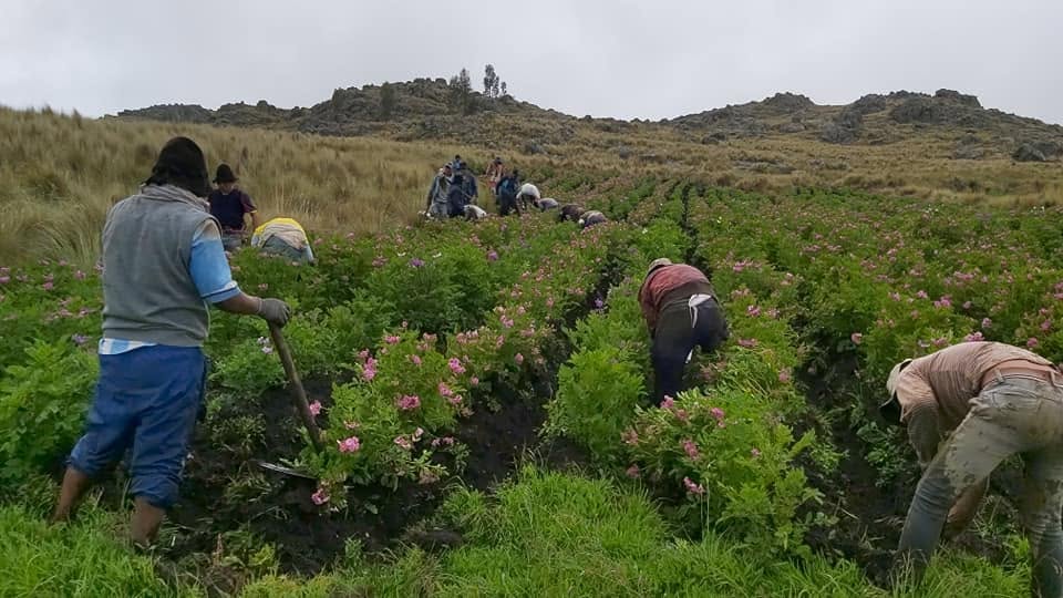 Trabajo en el cultivo